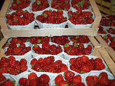 Erdbeer Malwina