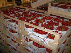 Erdbeer Malwina